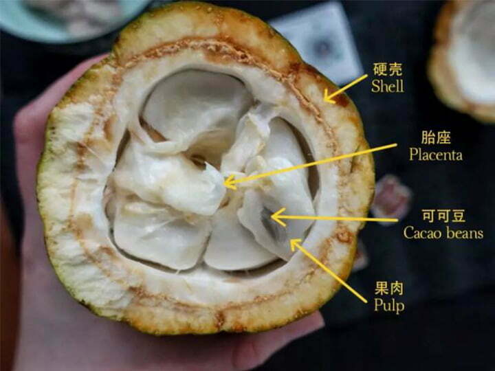 structure des fèves de cacao