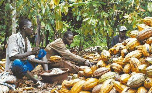 división de mazorcas de cacao