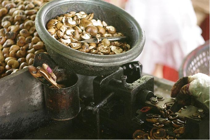 cashew nut shelling manually