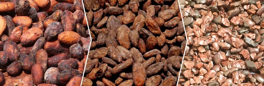 transformation des fèves de cacao