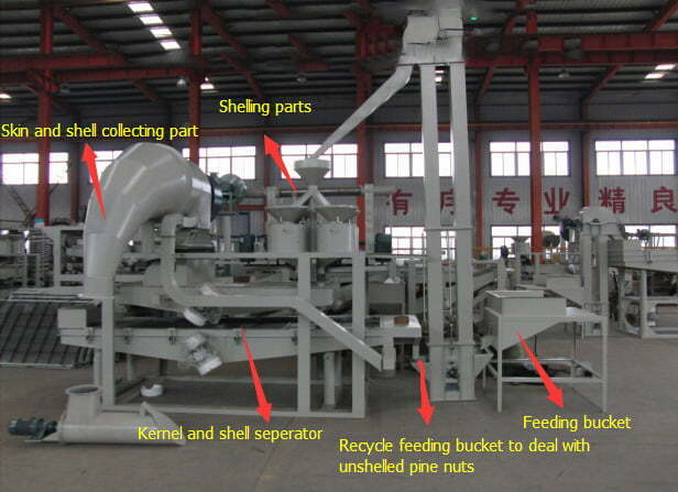 Máquina de classificação de descascamento de pinhões