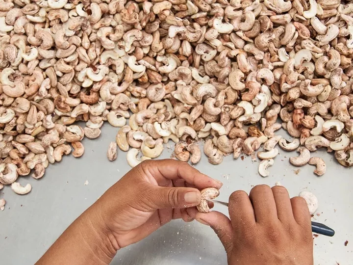 manual cashew peeling