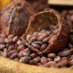 cocoa bean in chocolate manufacturing process