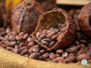Grano de cacao en el proceso de fabricación de chocolate.