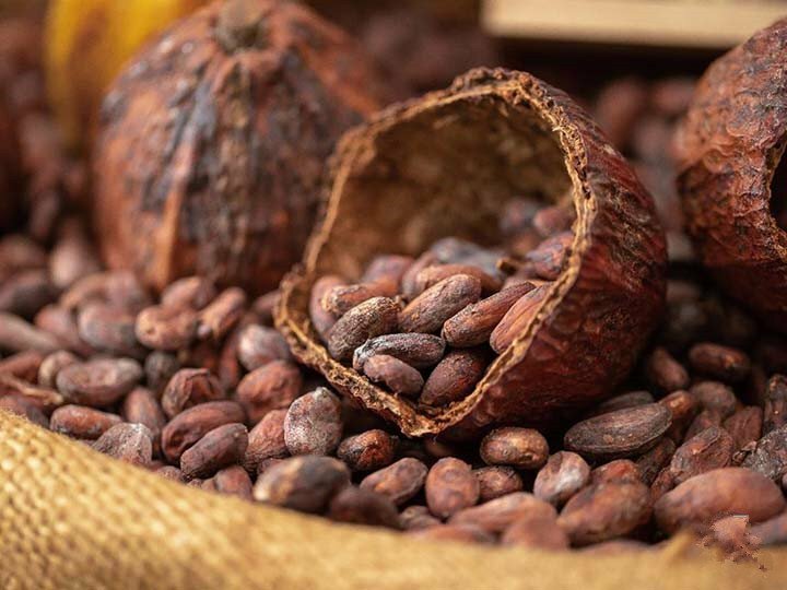 grano de cacao en brasil