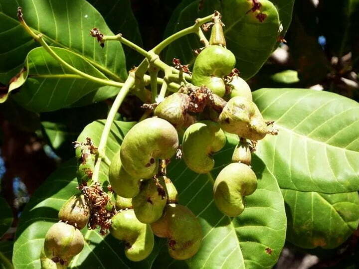 noix de cajou en Tanzanie