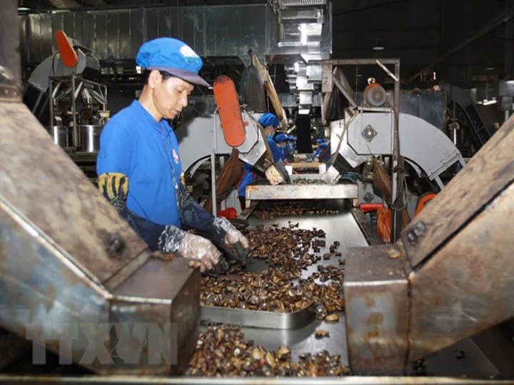 cashew processing factory