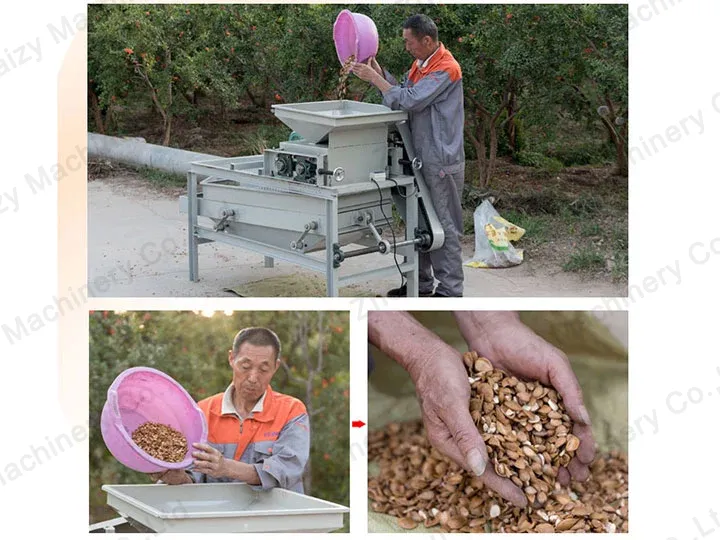 Proceso de trabajo de la máquina peladora de almendras.